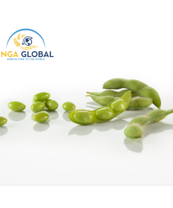 FROZEN EDAMAME